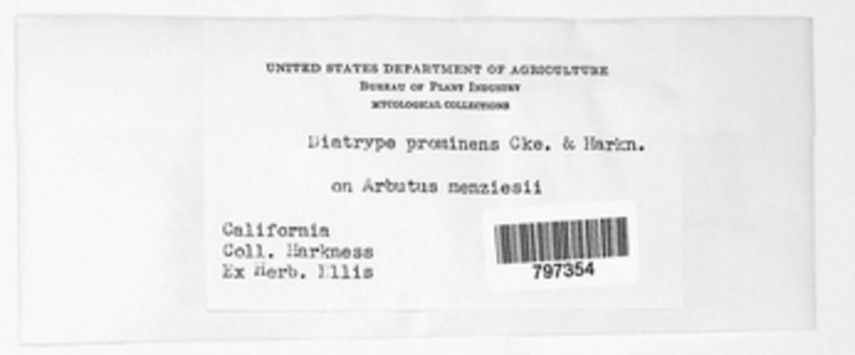 Cryptovalsa prominens image